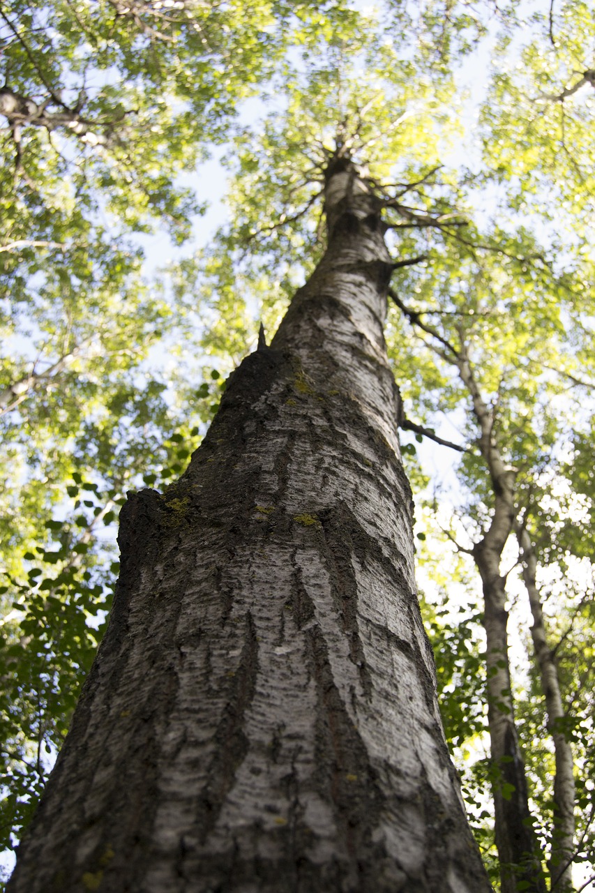 tree  trunk  nature free photo