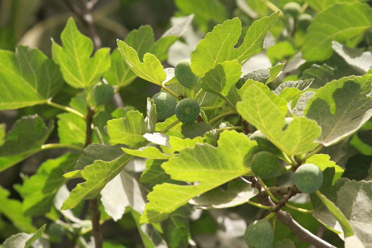 tree  nature  fig free photo