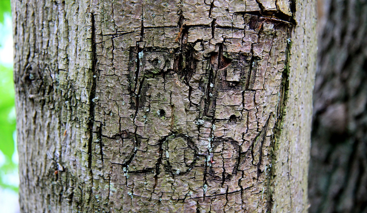 tree  the bark  model free photo
