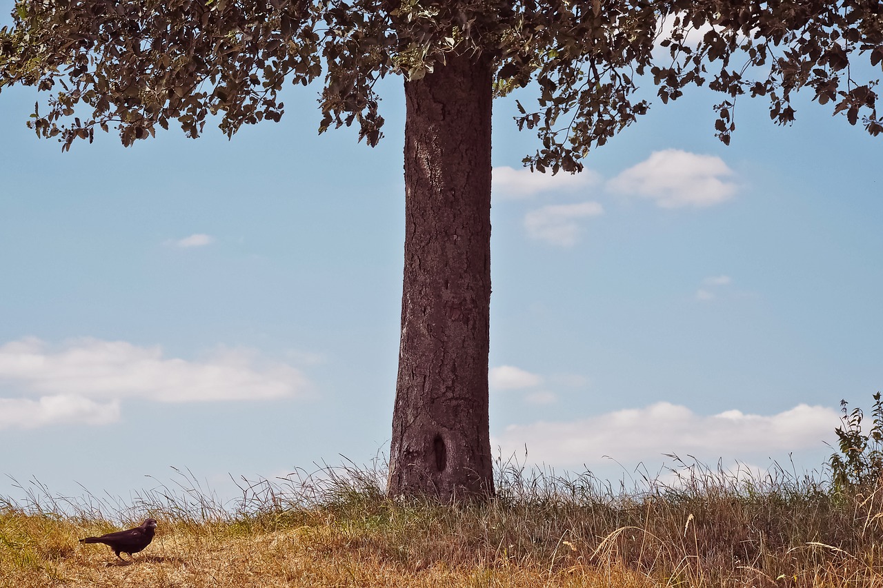 tree  meadow  landscape free photo