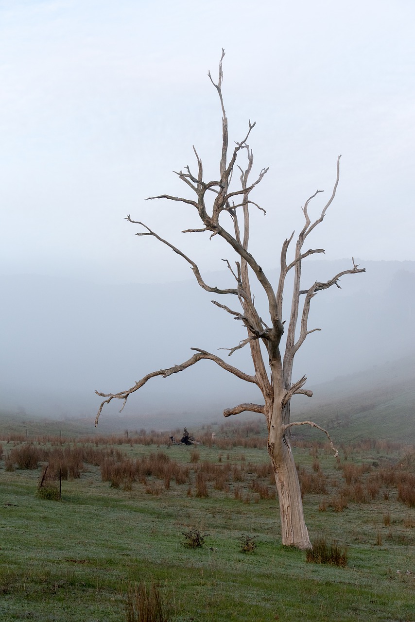 tree  dead tree  nature free photo