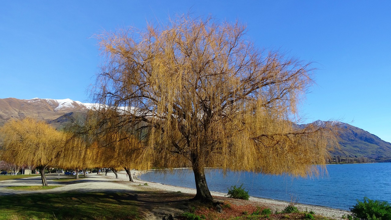 tree  lake  new zealand free photo