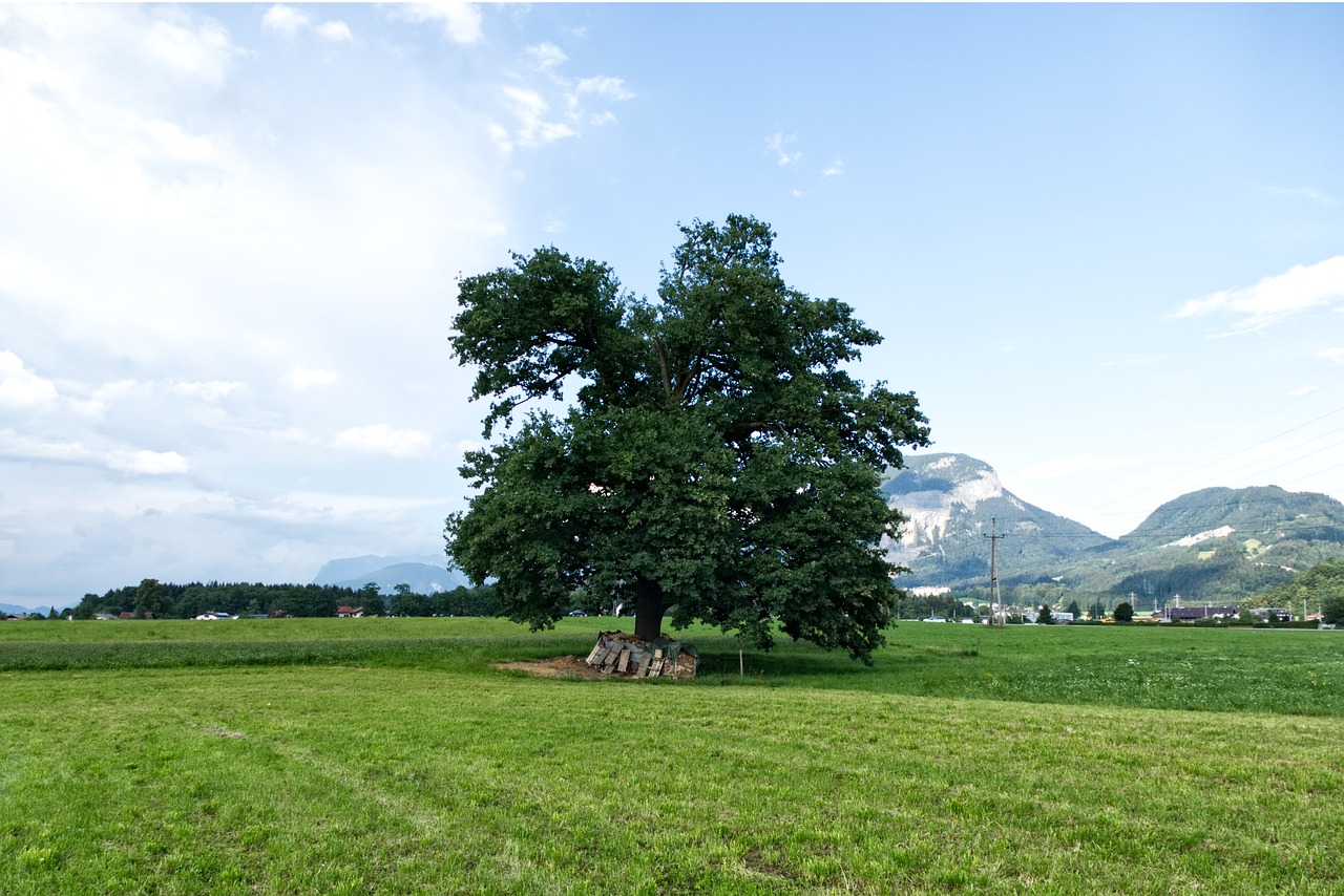 tree  meadow  landscape free photo