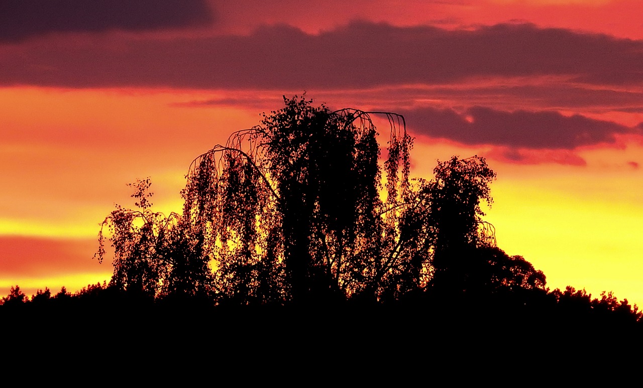 tree  sunset  landscape free photo