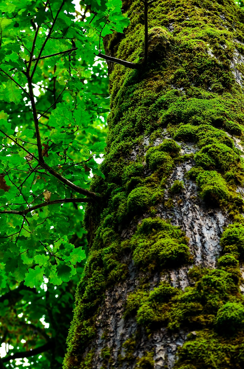 tree  green  wood free photo