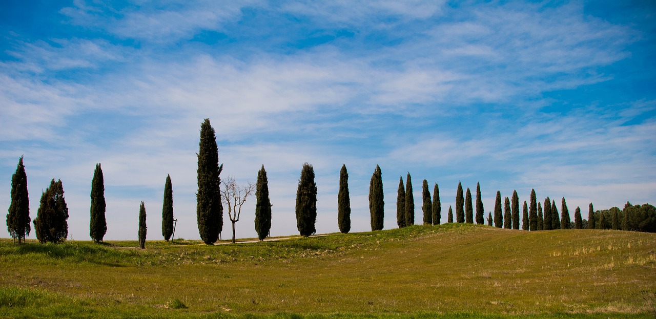 tree trees italy free photo