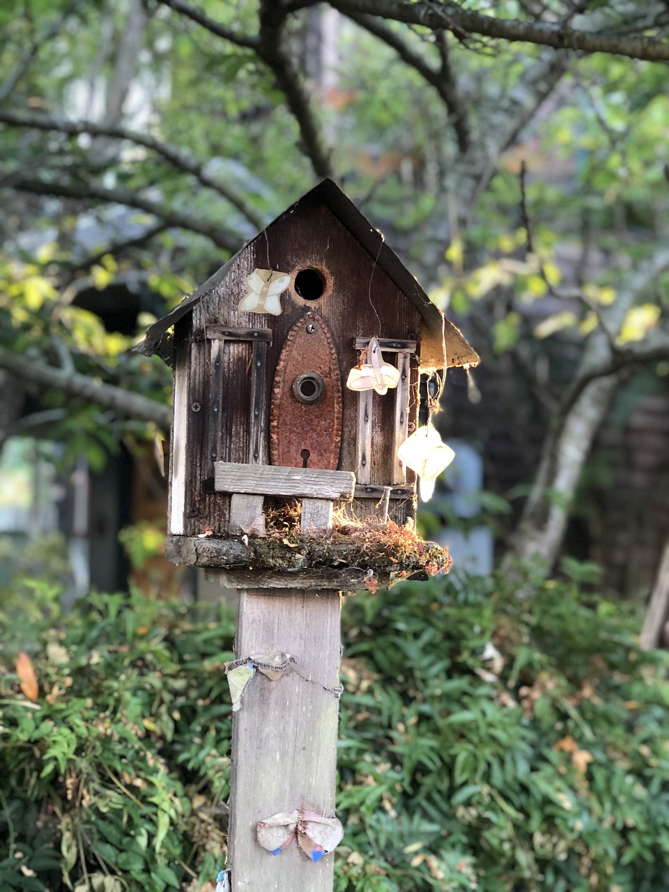 tree  wood  birdhouse free photo