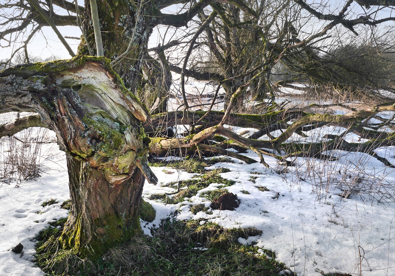 Поваленное дерево зимой