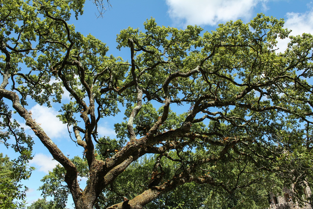 tree nature trees free photo