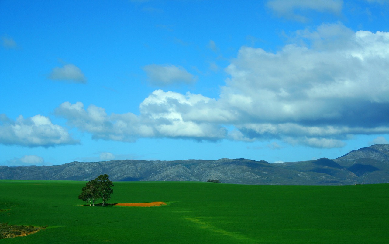 tree lonely grass free photo