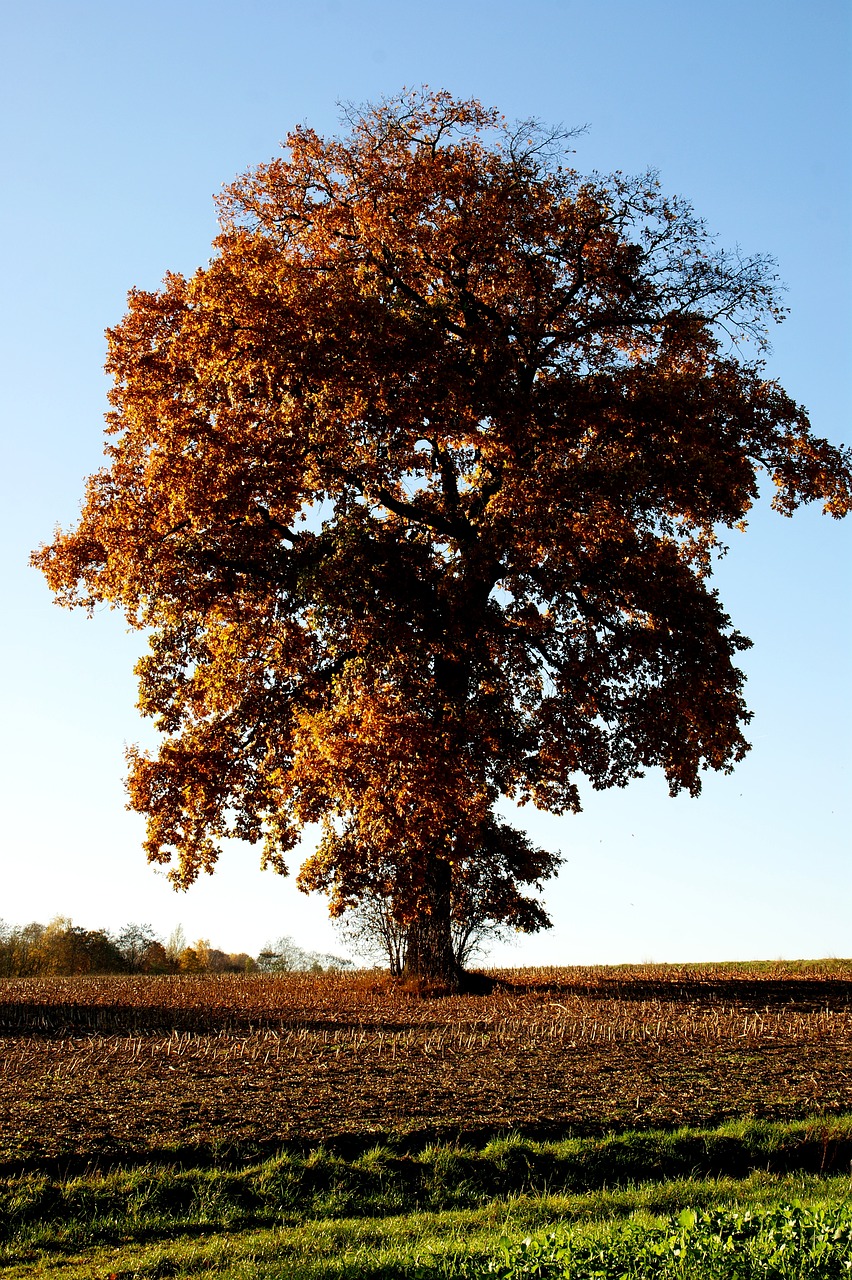 tree  oak  landscape free photo