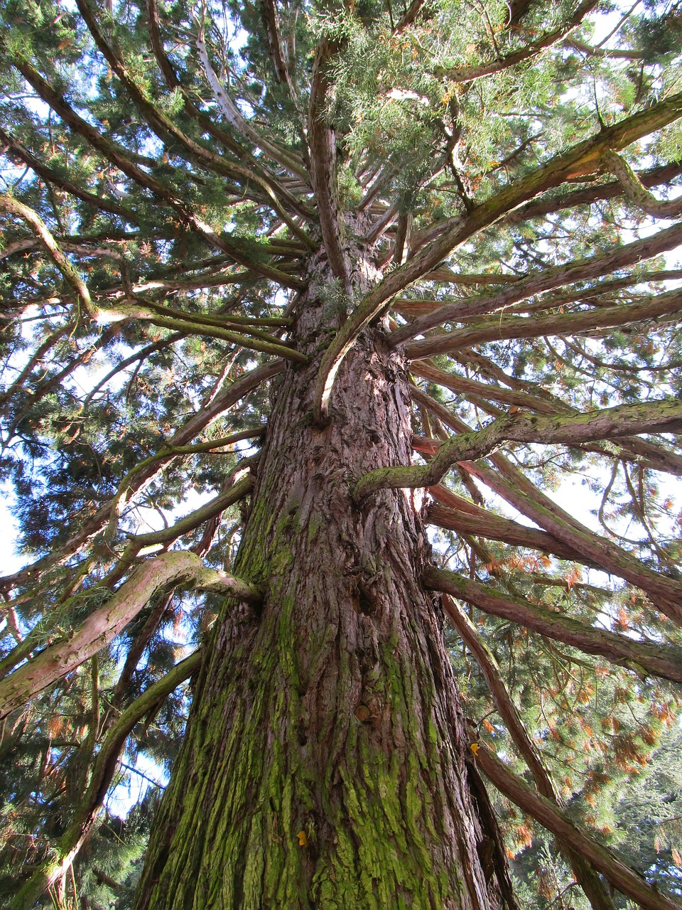 tree forest old tree free photo