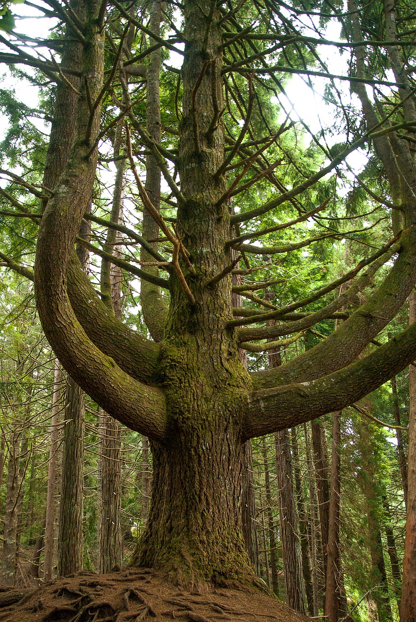 tree  pine  conifer free photo