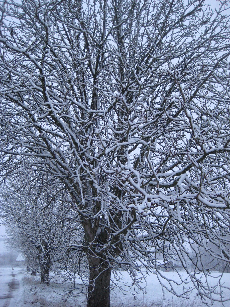 tree  snow  winter free photo