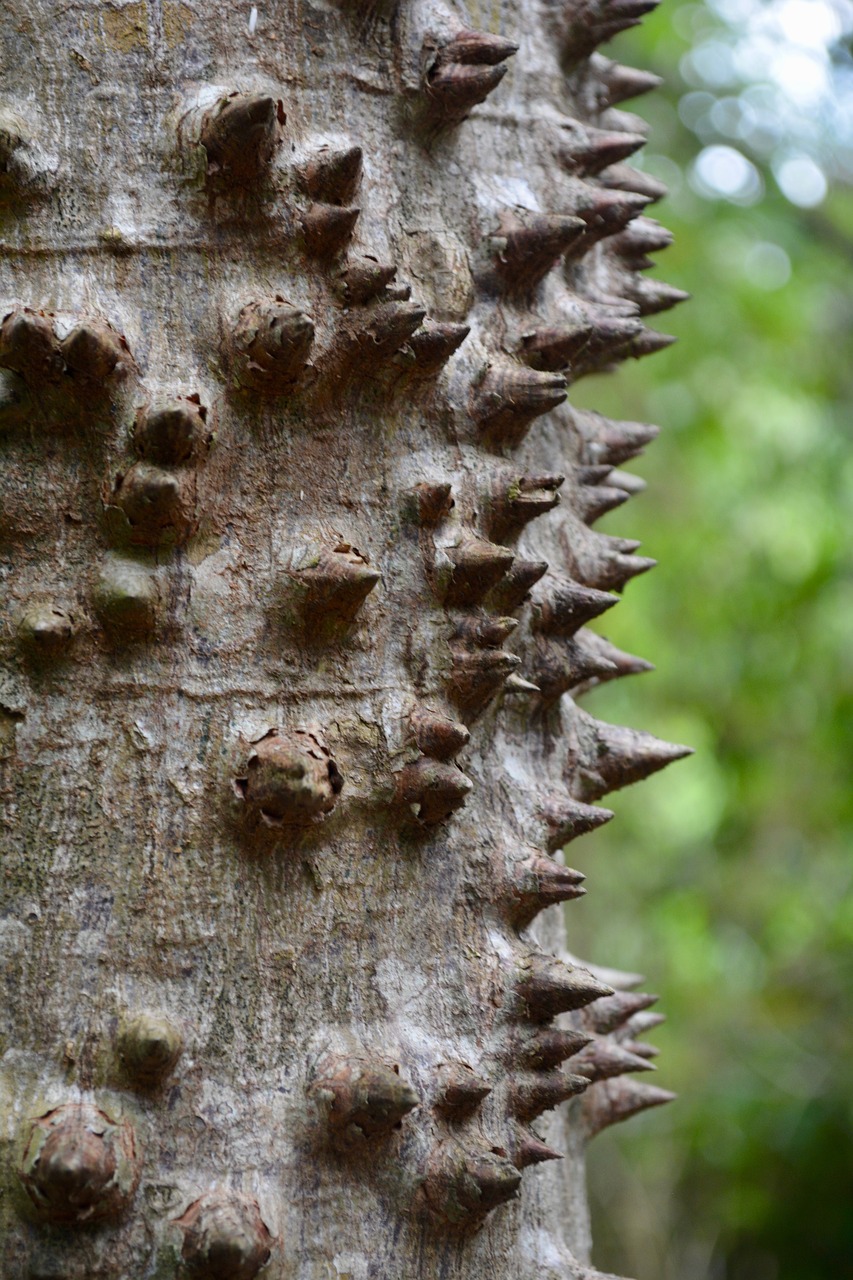 tree  bark  nature free photo