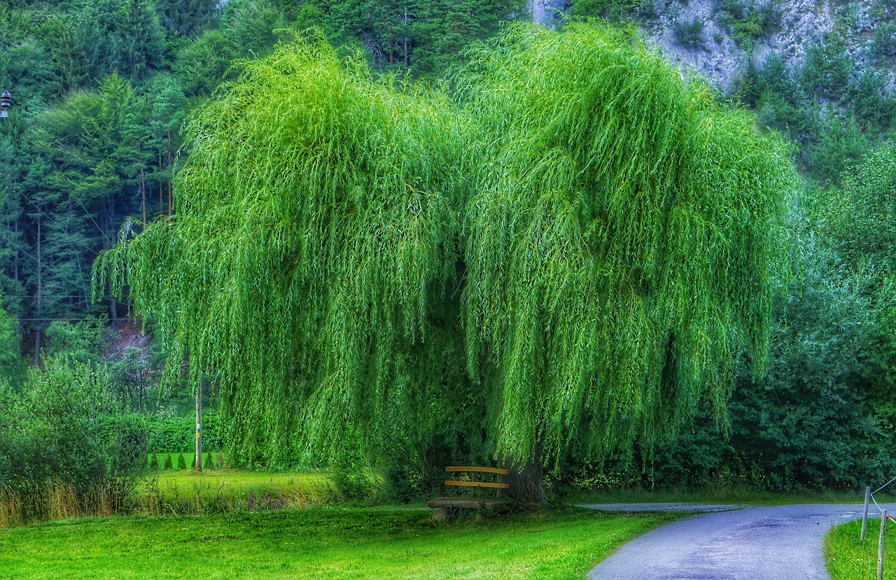 tree  meadow  nature free photo