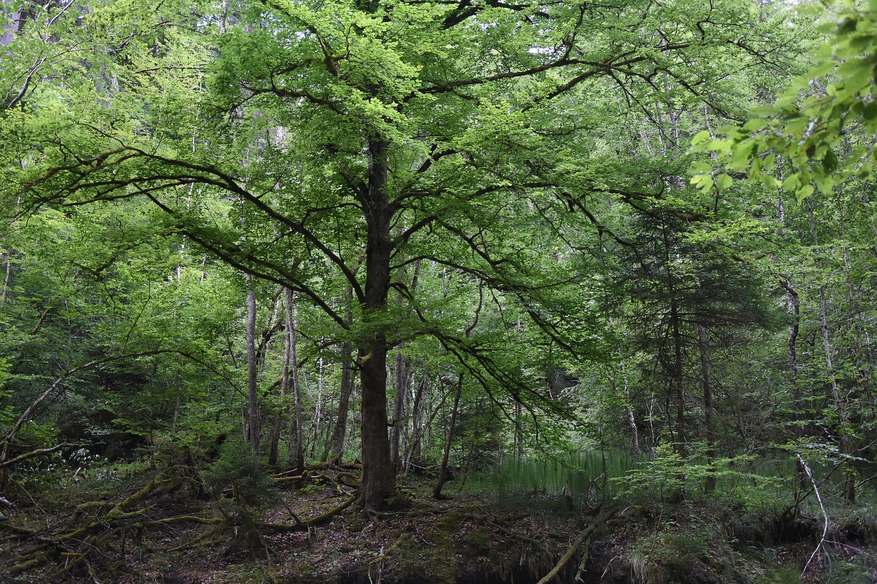 tree  nature  green free photo