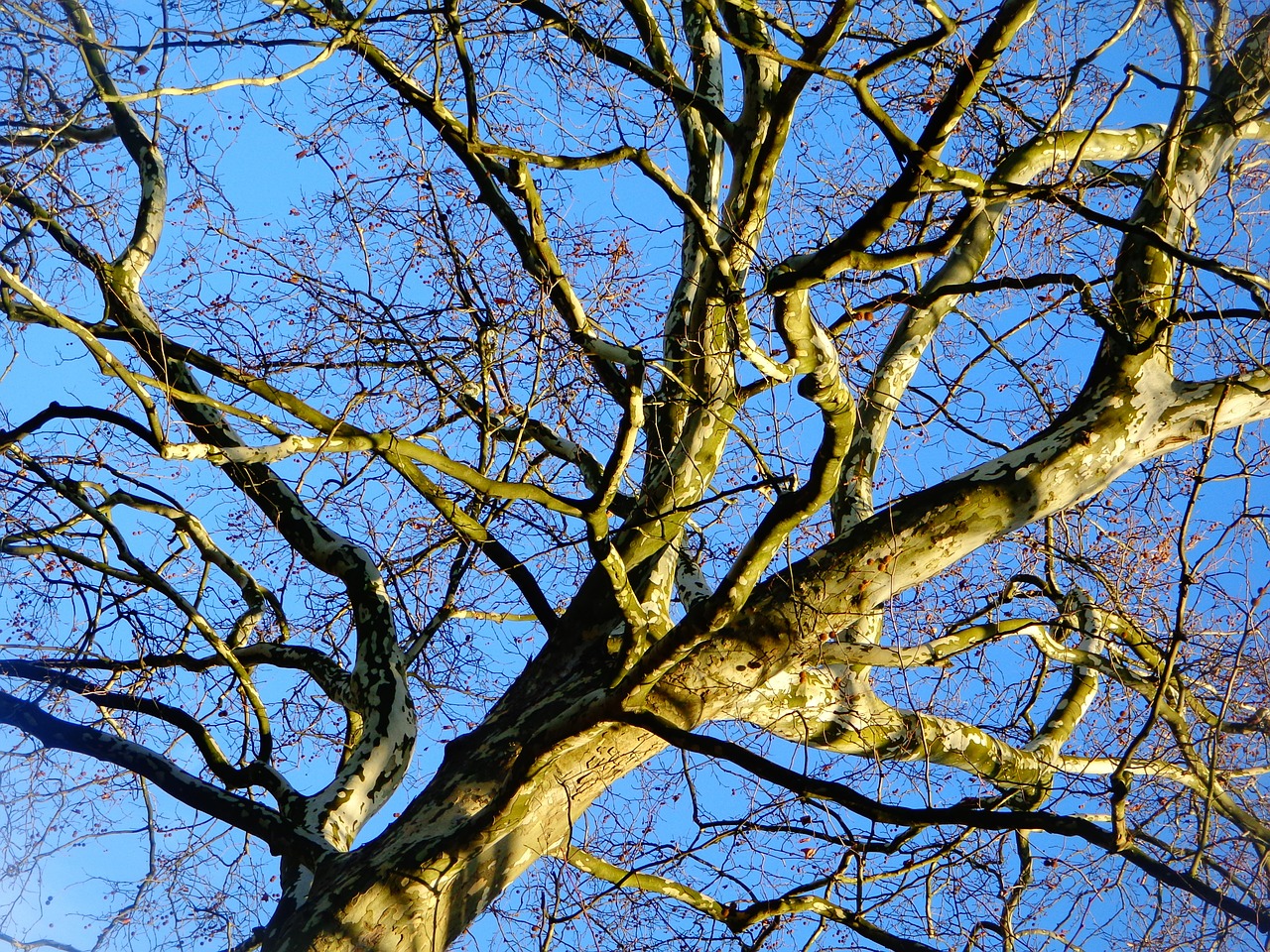 tree sky nature free photo