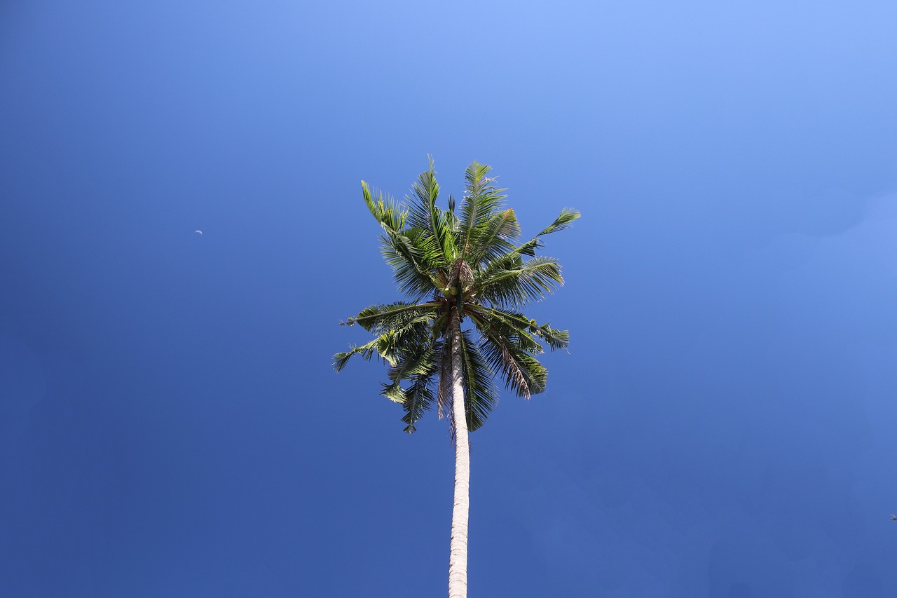 tree  sky  nature free photo