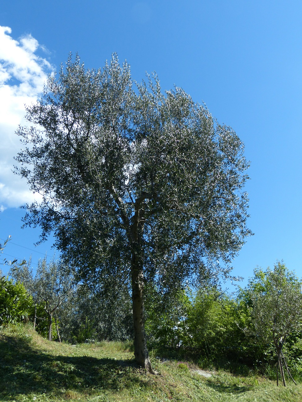 tree olive tree olea europaea free photo