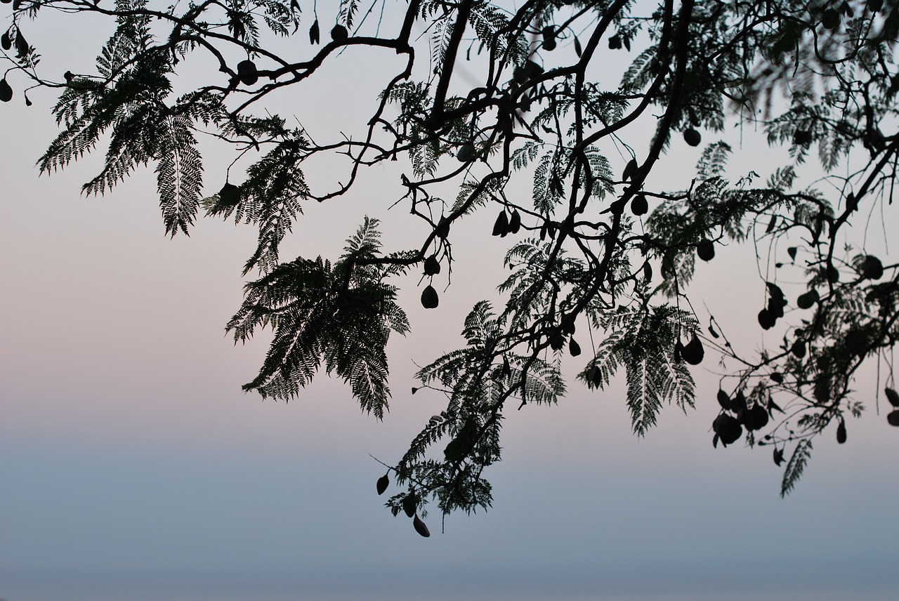 tree  silhouette  sunset free photo