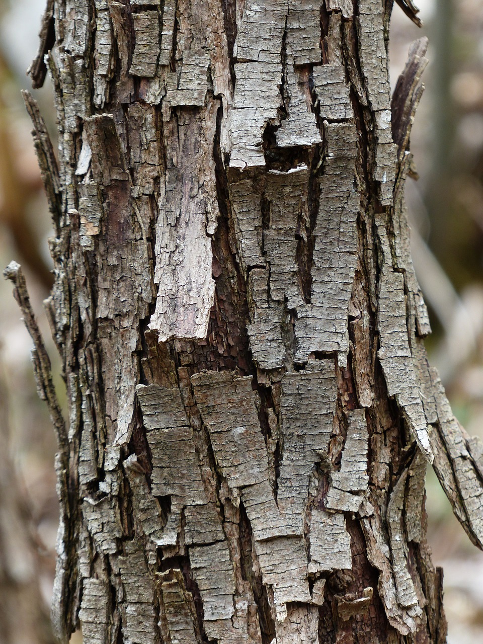 tree bark dry free photo