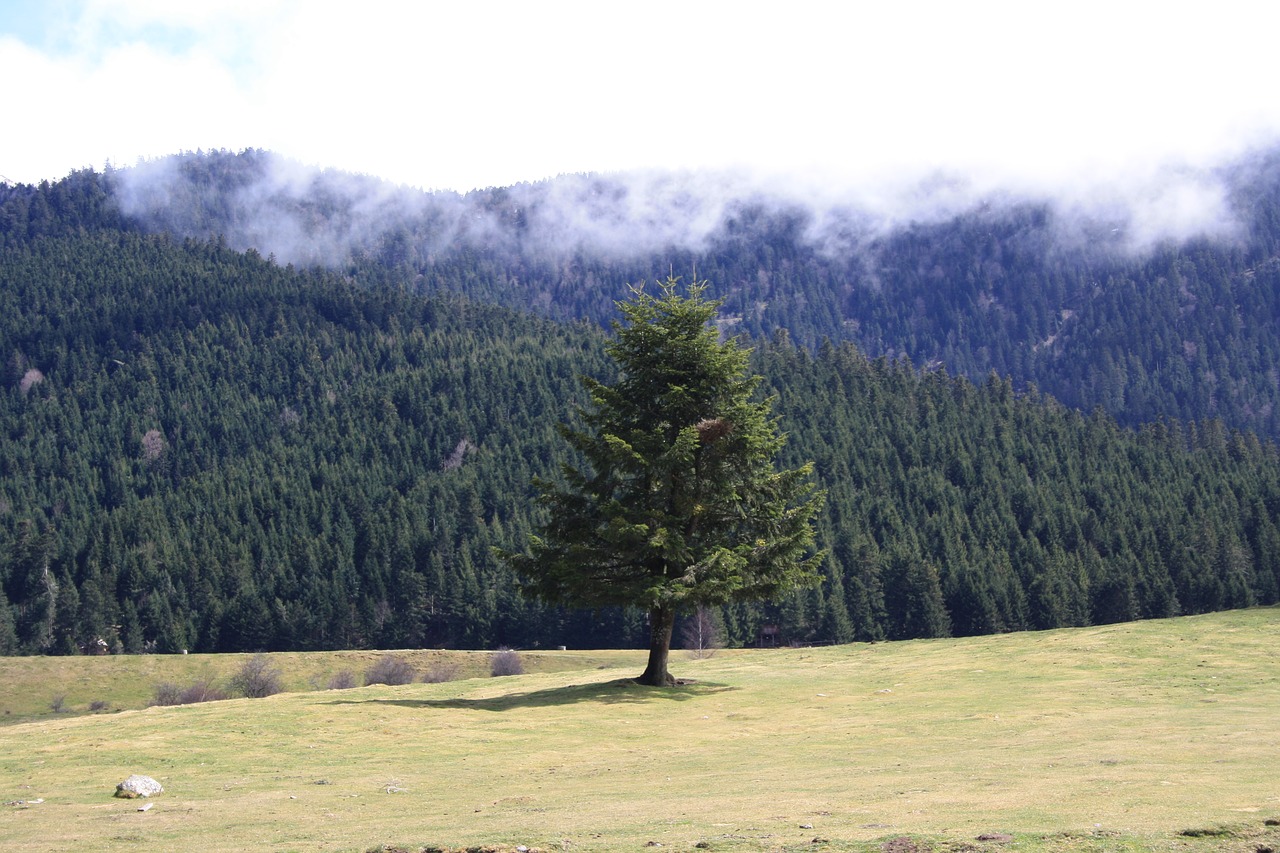 tree  nature  pyrenees free photo