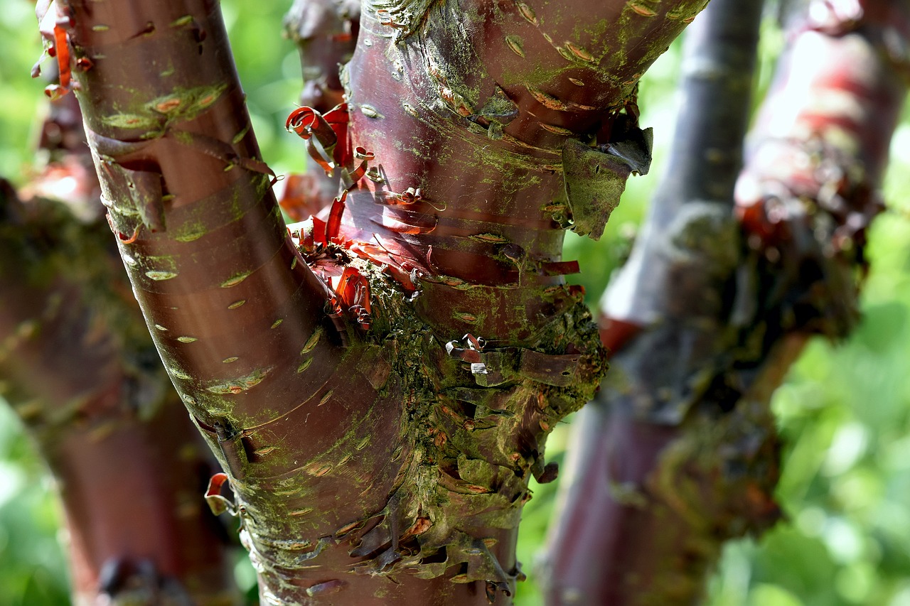 tree  bark  tropical free photo