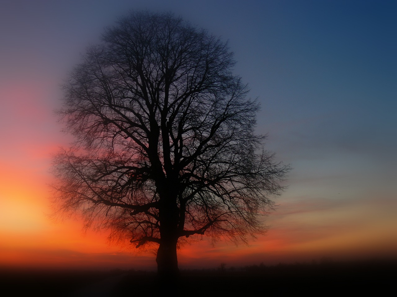 tree  silhouette  sunset free photo