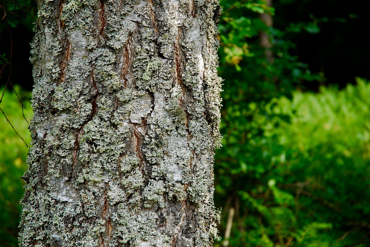 tree  forrest  trees free photo