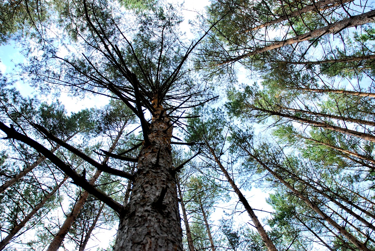 tree  forrest  sky free photo