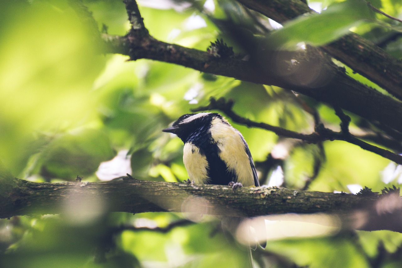 tree  bird  nature free photo