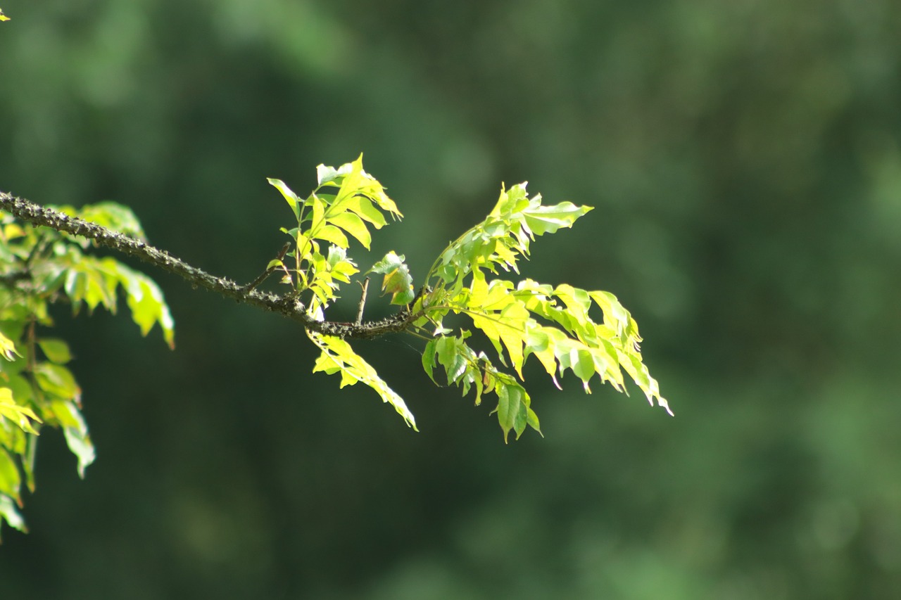 tree  blur  nature free photo