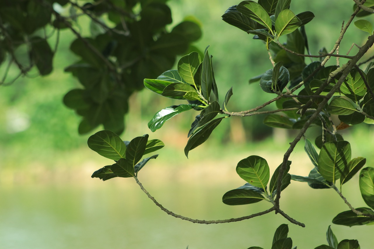 tree  leaves  branches free photo