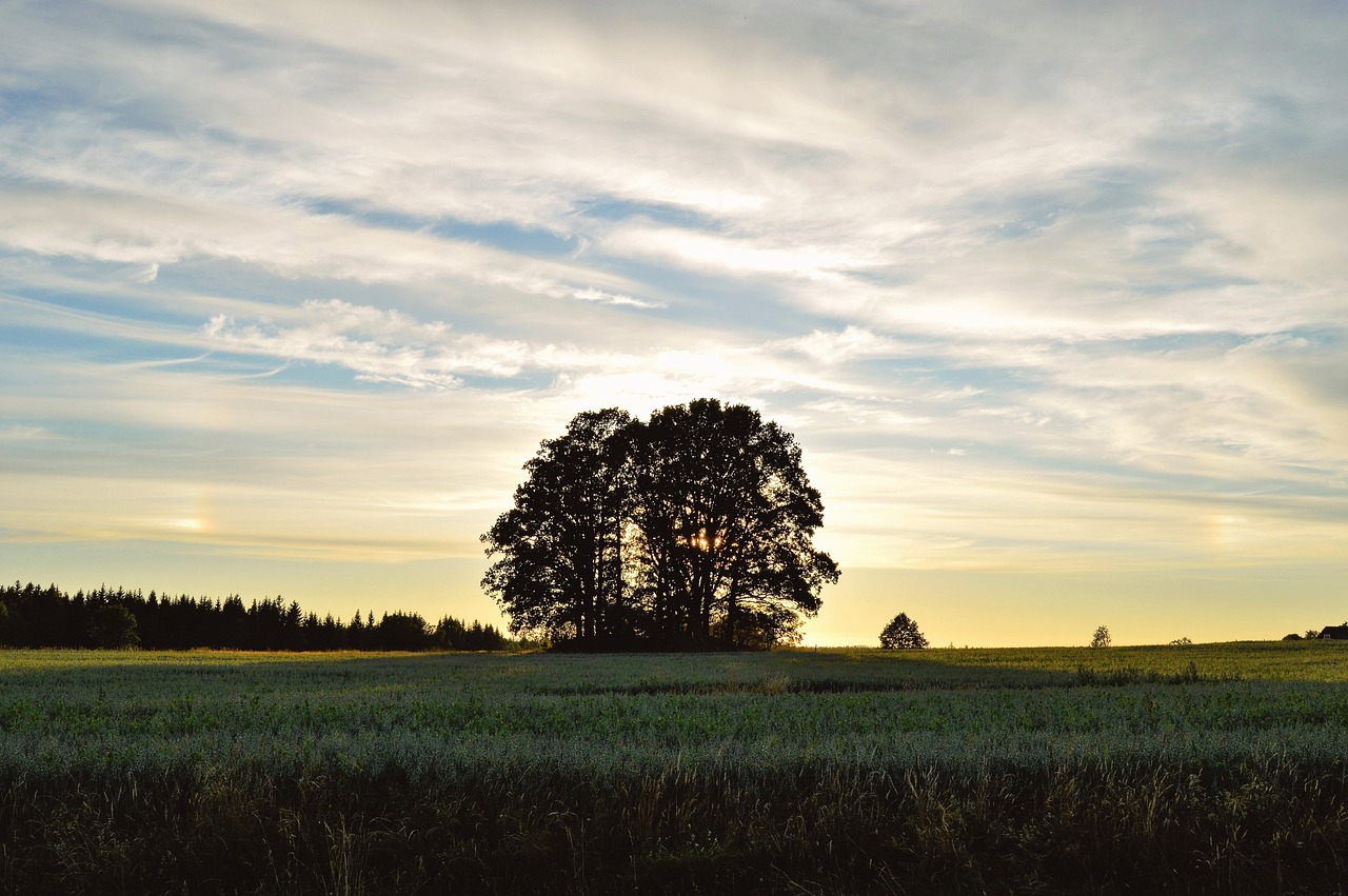 tree  sunset  sweden free photo