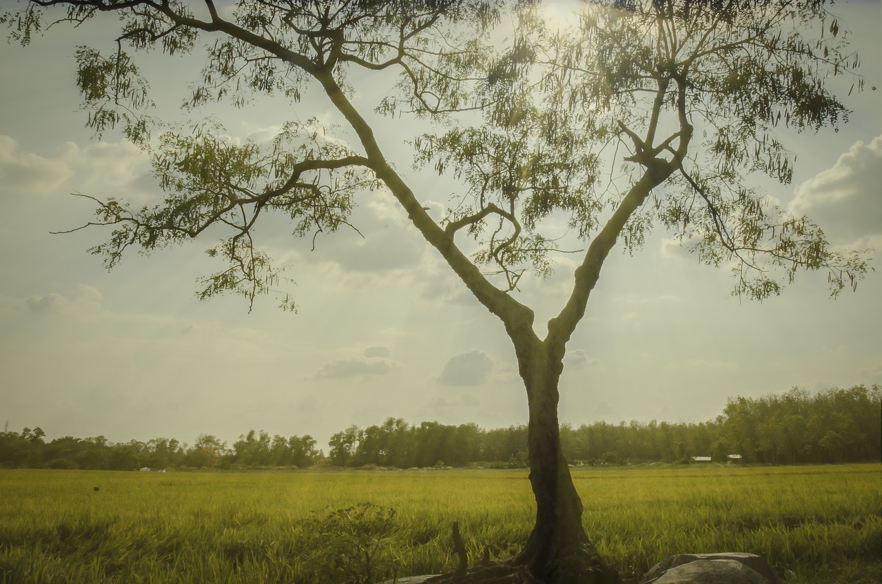 tree  natural  ray light free photo