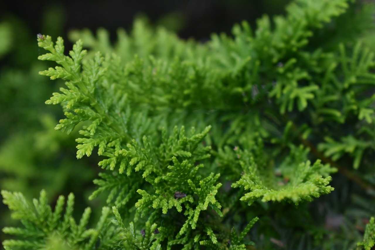 tree  leaves  foliage free photo