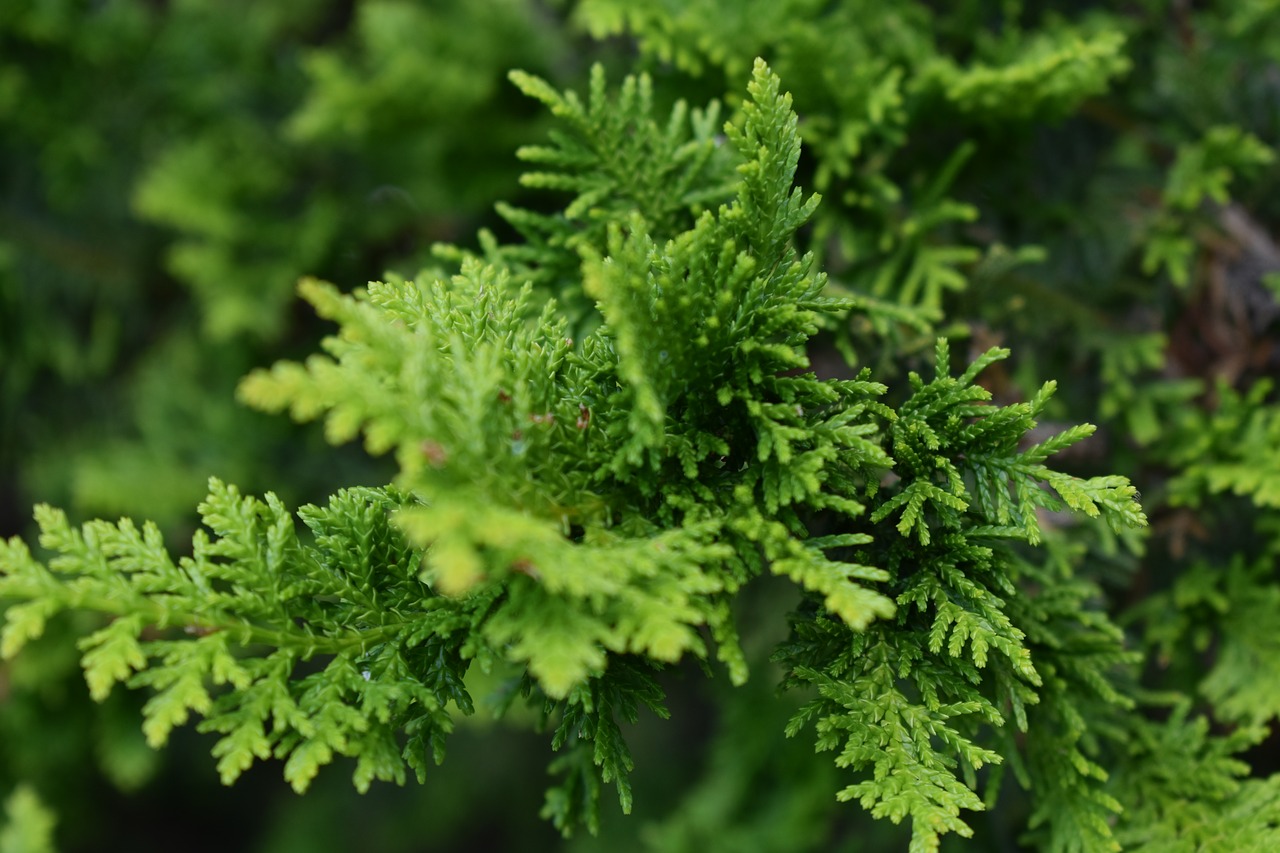 tree  leaves  foliage free photo