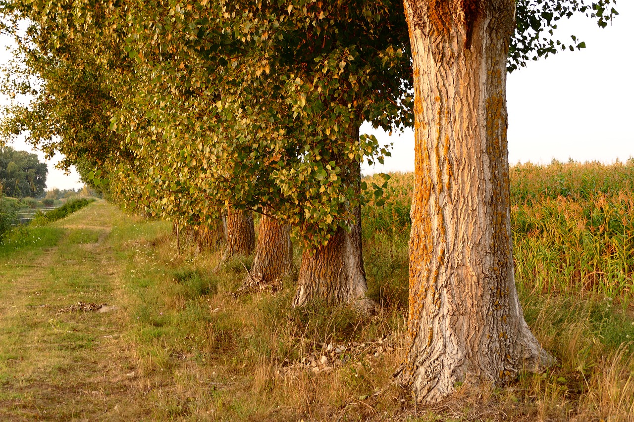 tree  field  nature free photo