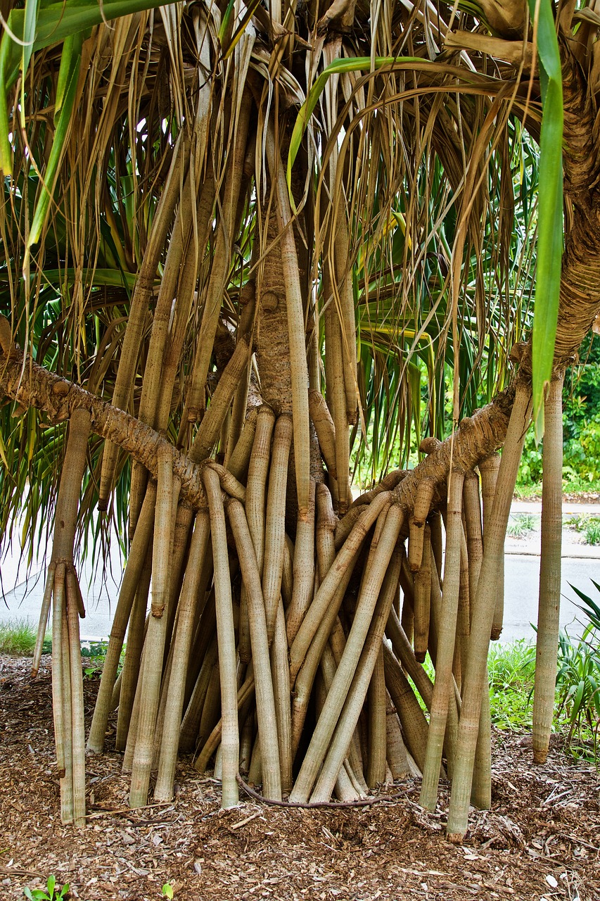 tree  roots  branches free photo