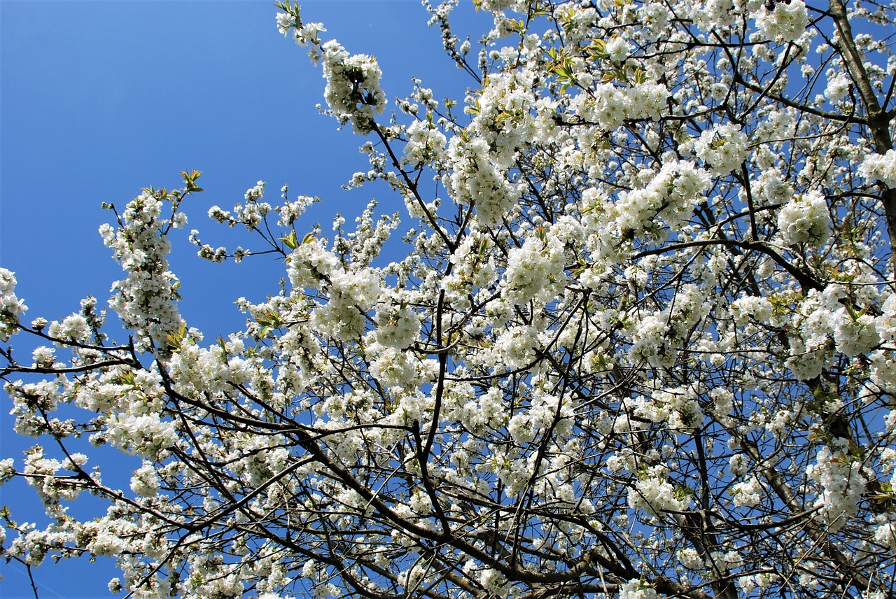 tree  blossom  bloom free photo