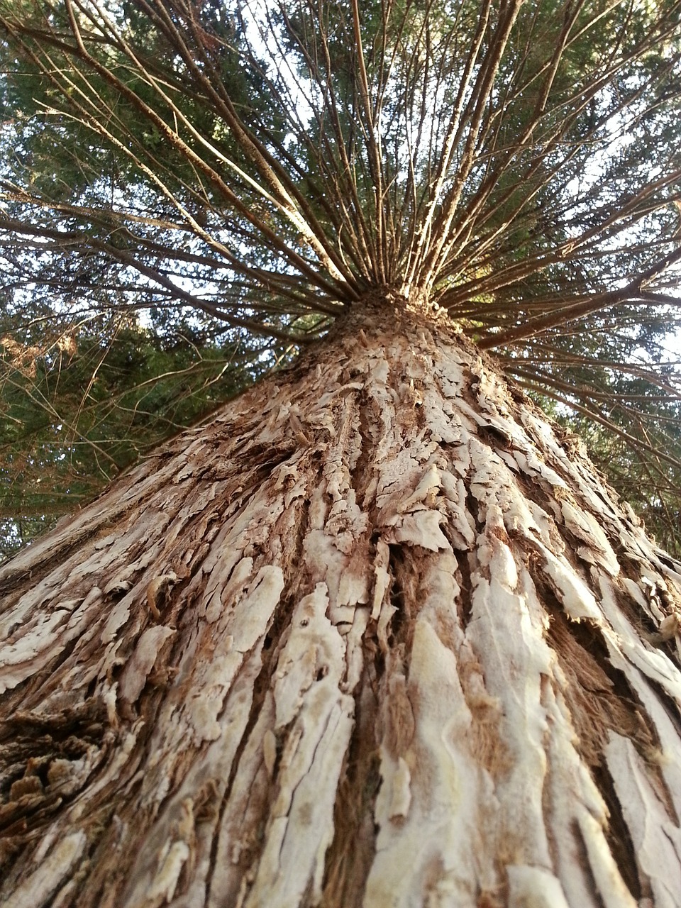 tree big redwood free photo