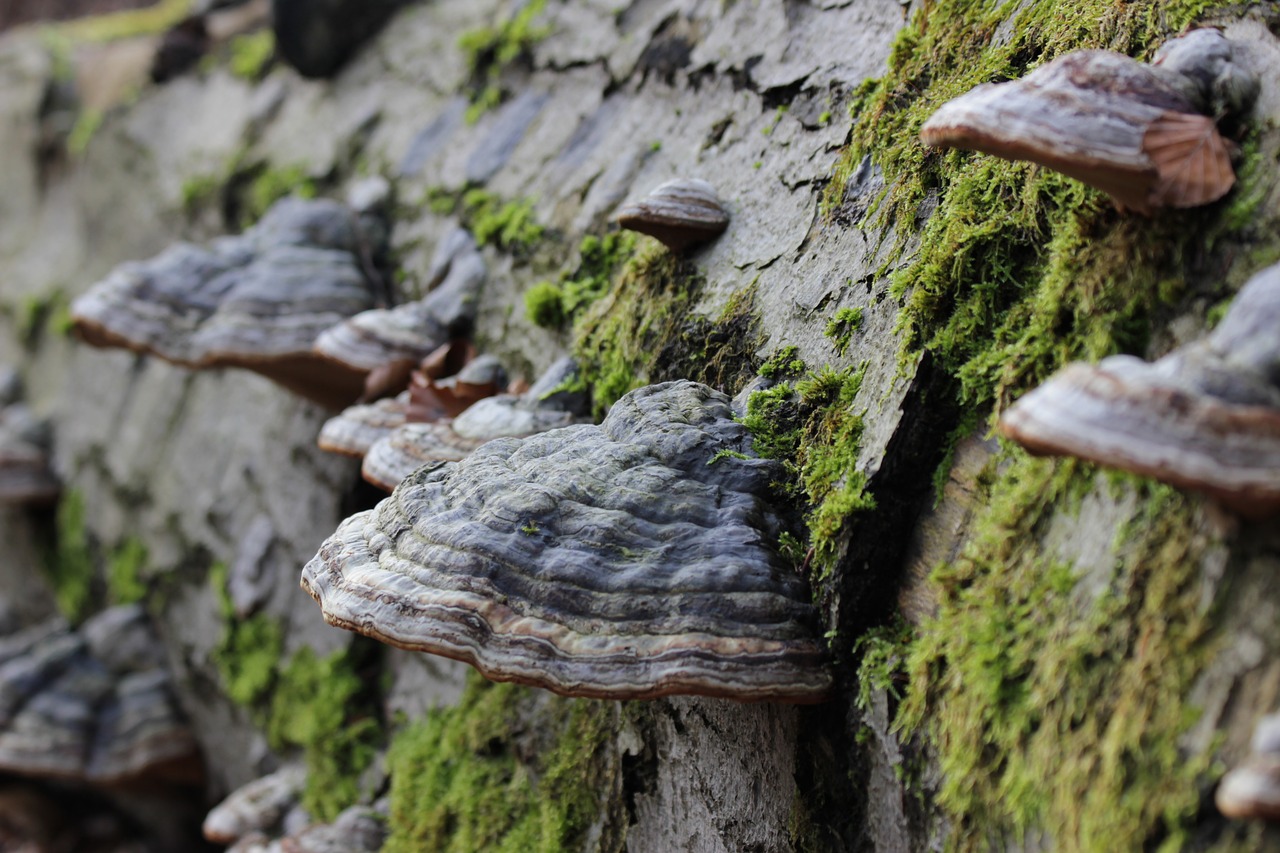 tree  tree fungus  beech free photo