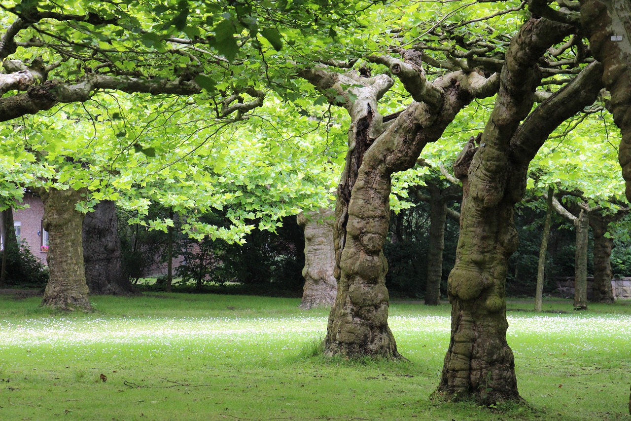 tree trees log free photo