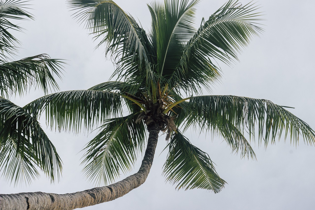 tree  coconut  island free photo