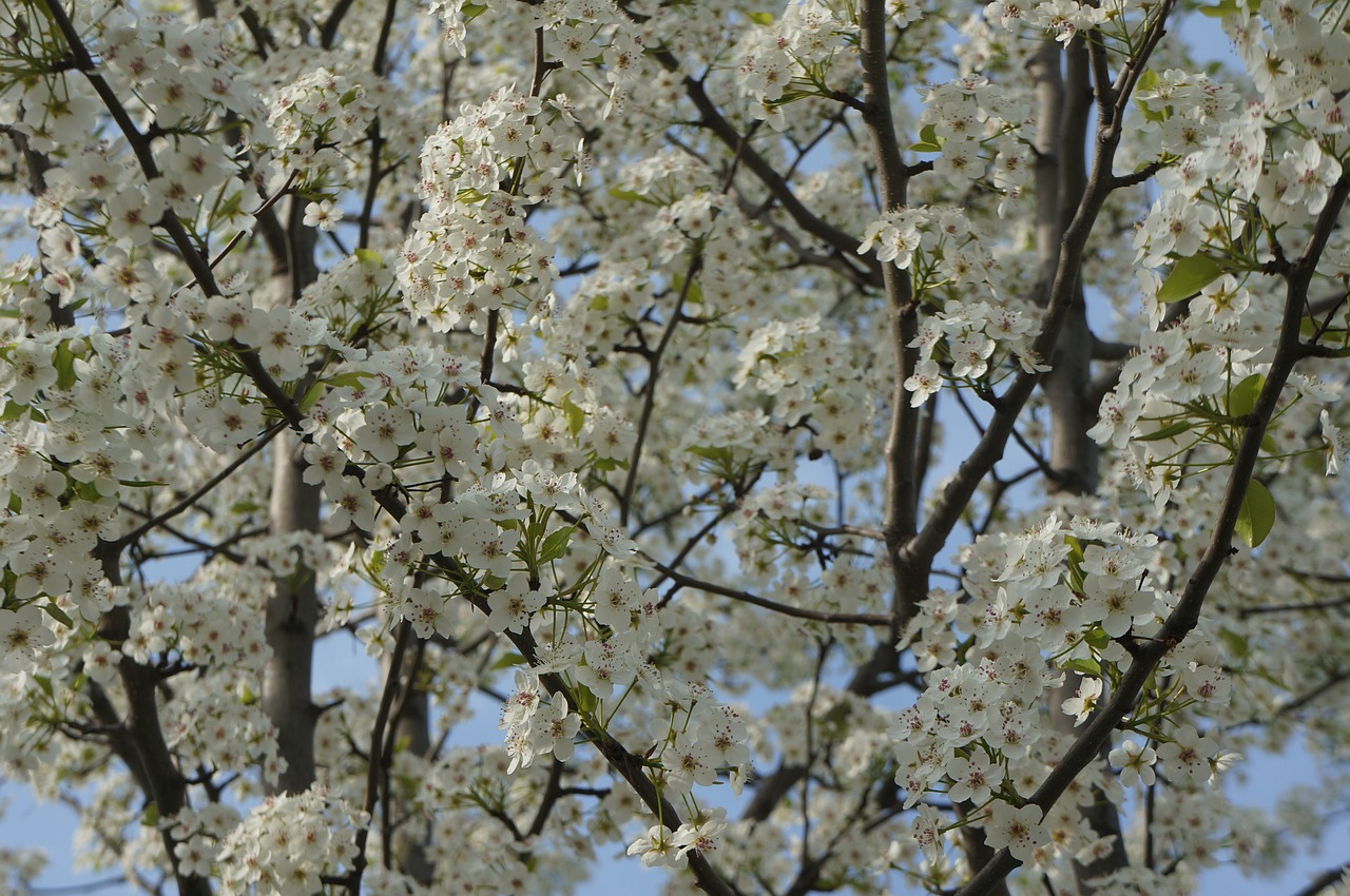 tree white buds white blossoms free photo