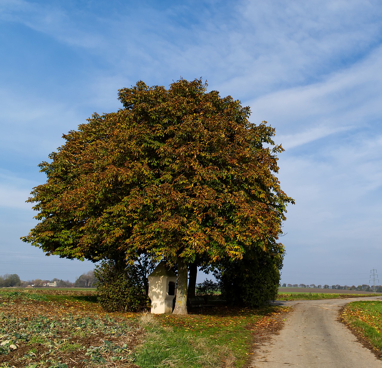 tree  autumn  nature free photo