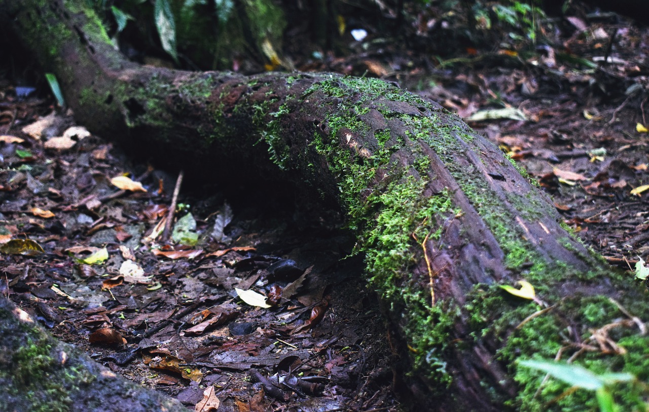 tree  trunk  moss free photo