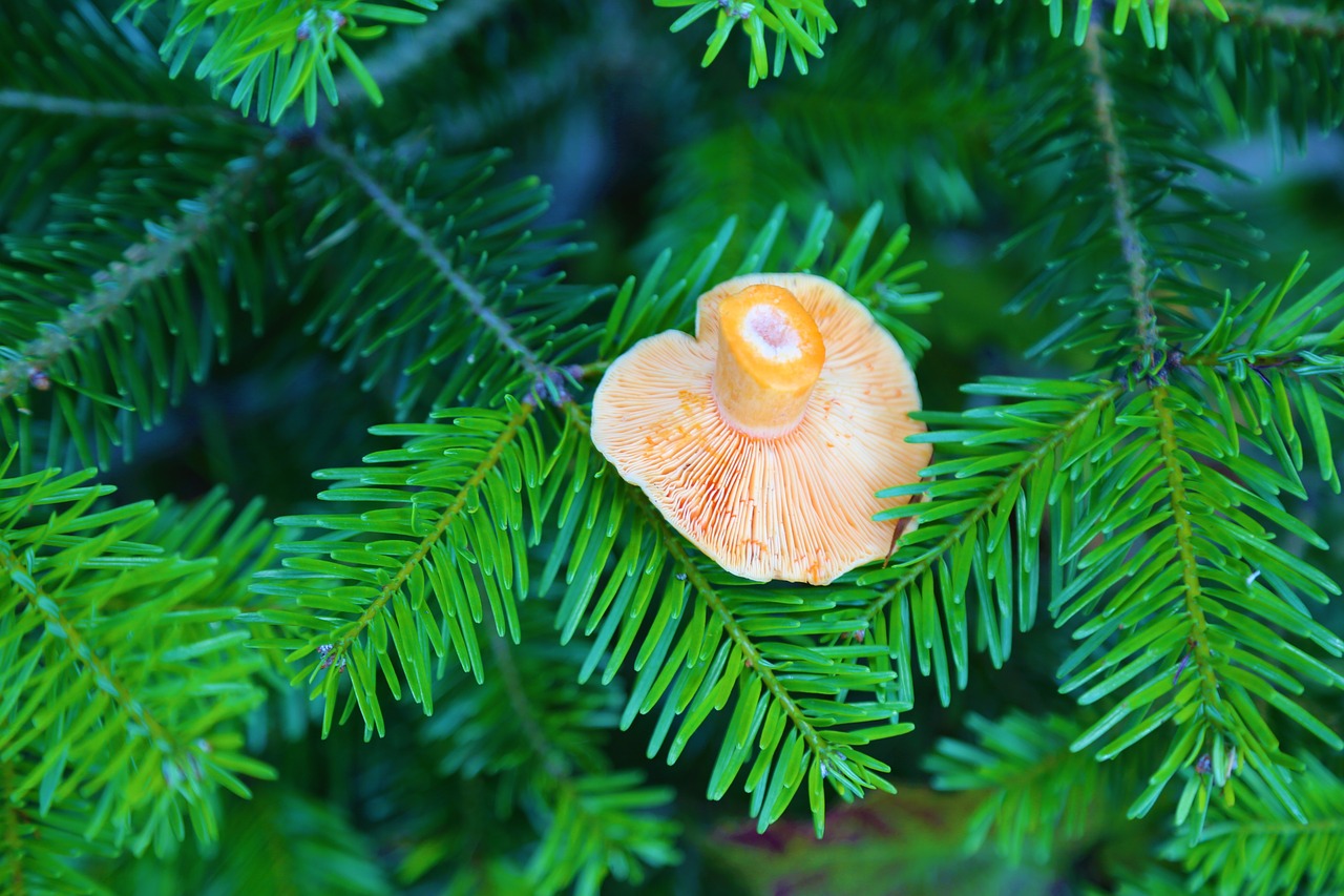 tree  nature  mushroom free photo