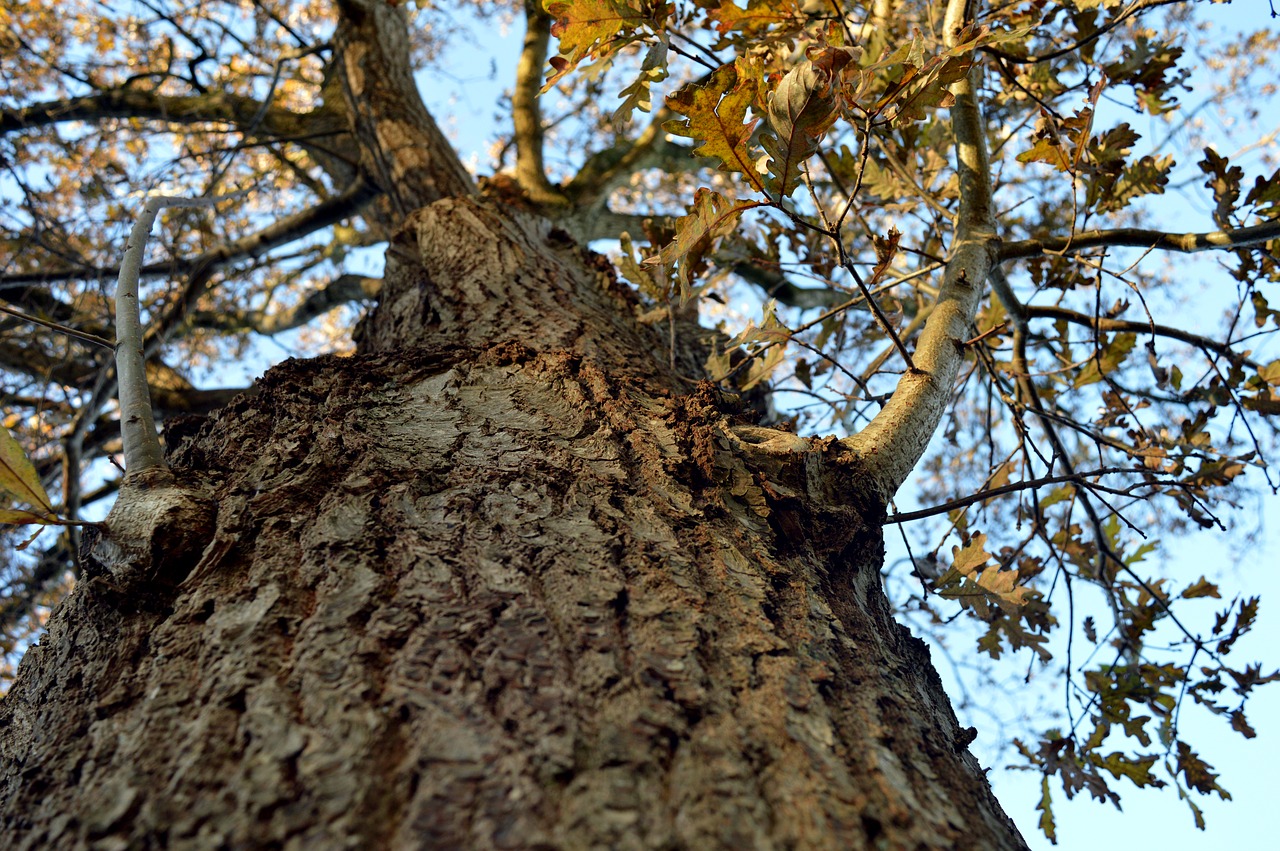 tree  bark  high free photo